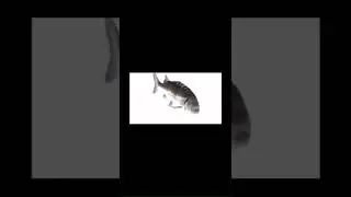 spinning fish #fish #shorts #memes #spinning