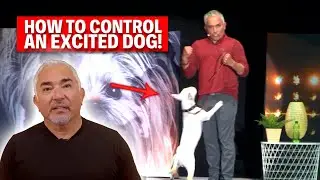Quick & Easy Tips To Get Your Dog’s Attention Right Away | Live Dog Demos