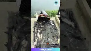 Is This a Fish Release or an ESCAPE PLAN?! 😂 This is the WILDEST Thing You'll See All Day! #fish
