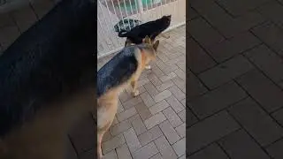 #germanshepherdlovers #dog #shortvideos #viralvideos #viral