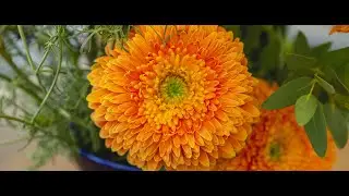 Cinefleur Copenhagen -  Gerbera Florist Contest