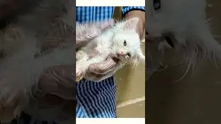 Taking her home to give her medicines #cat #sickcat #sickkitten #fever #disease #stomachache #pain