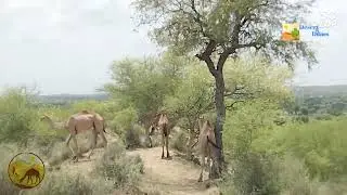Camels Grazing on Babool & Kandi Trees 🌳🐫 | Desert Wildlife Scene #TrendingNow@Desert_Dunes2481 
