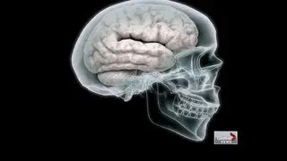 Exercise makes you smarter
