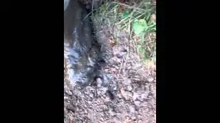 weillies in the mud
