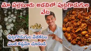 పల్లెటూరులో పుట్టగొడుగుల వేట|ఈ ట్రిక్ తో ఈజీగా కనుక్కోవచ్చు|#villagelife #mushroom #forest #explore 