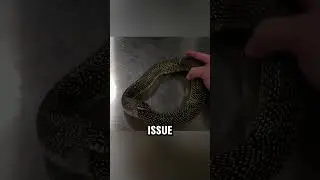 Why Snakes Eat Their Own Tails! #shortsfeed