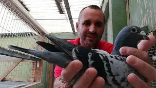Características físicas de una paloma de velocidad y otra de fondo. Parte 2