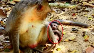 OMg Newborn Monkey Julina Lay On At The Back Of Mummy/Mummy Worry About Newborn Baby Monkey