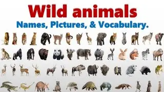 wild animals in english and hindi with pdf | जंगली  जानवर |wild animals names |download pdf |🐅