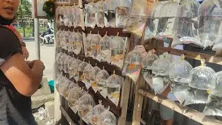 Local fish market philippines W* English Subtitle
