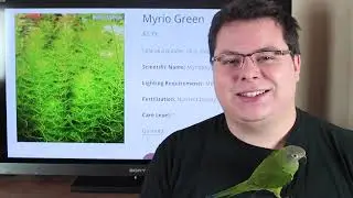 Мириофиллум перистый