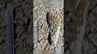 20,000-Year-Old Footprints Discovered in Australia!
