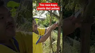 tes rasa kayu manis langsung dari pohon #kayumanis #cinnamomum