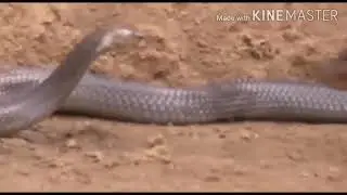 Snake vs Newala