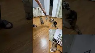 The cat wearing the brown hat looks so unbothered 😹 DJI Osmo Mobile 7 phone gimbal