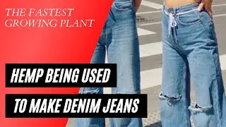 Pakistan starts producing denim jeans from hemp fibre - Know more facts