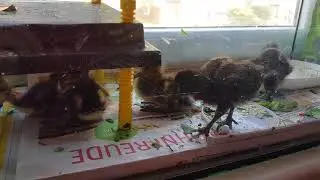 Wildenten Küken heute bekommen .Notfall 🙊