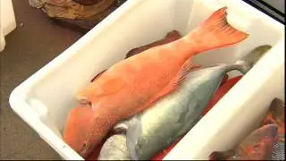 Creek To Coast - Daydream Island - Sea Fever Fishing