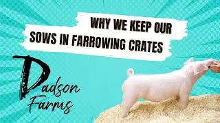 We we keep our Sows in Farrowing Crates? We want to produce healthy livestock.  #pigs #livestock