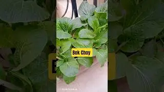 Bok Choy &ndash; A Fresh, Healthy & Easy-to-Grow Green 🥬✨&rdquo;#BokChoy #LeafyGreens #HealthyVegetables