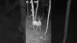This nice buck wandered  through the #trailcamera #fyp #wildlife