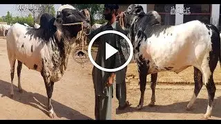 BIG Bull of Gulf Cattle Farm || MASHALLAH || Kacha Donda || 2019 Collection