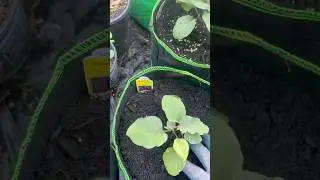 Planting Asian Delite purple eggplant 🍆 #gardening#agriculture#shortvideo#gardenlife#short#shortvi