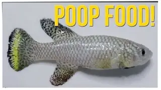 Fish Can Live Longer By Eating Poop of Younger Fish!? ft. DavidSoComedy