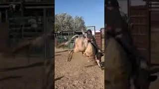 Ok ride wore  my old chaps #bullriding #rodeo #practice