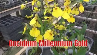 Anggrek Oncidium Millennium Gold