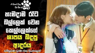 බල්ලෙක් වෙන කෙල්ලෙක්ගේ ශාපය බිදපු ආදරේ|A good day to be a dog full drama explanation| #Houseofcinema