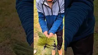 Traditional Broom Making: A Step-by-Step Guide to Handcrafted Brooms