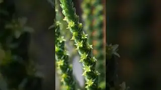 Правда ли, что цветы крассулы плауновидной пахнут  кошачьими сиками? 😂😸 #succulent #суккуленты