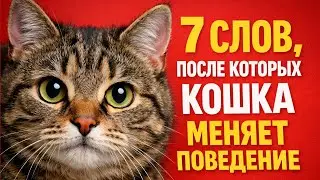 7 слов, от которых ваша кошка СХОДИТ С УМА! 😱 Реакция шокирует!