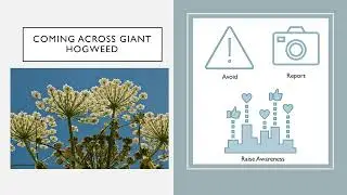 Identifying an invasive alien: Giant hogweed