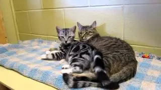 Mercedes and Nova Cuddle Shuswap SPCA Cats