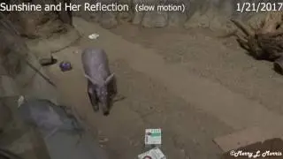 Philadelphia Zoo Aardvark, Sunshine, Walking with her Reflection (slow motion video)
