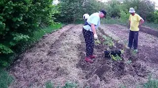 Высокие и теплые грядки
