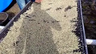 Arabica &bull; Sidikalang &bull; Semi Washed &bull; Sigarar Utang