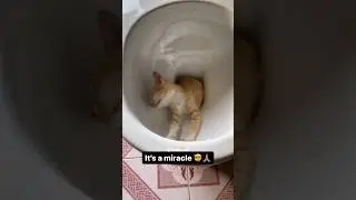 My Cat Came Back To Life