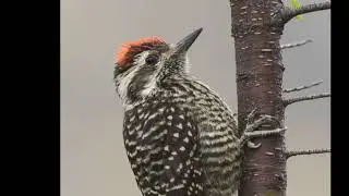 Carpinterito