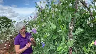 Tips on Growing Sweet Peas