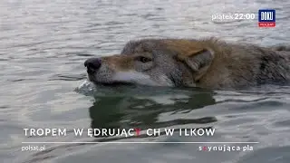 TROPEM WĘDRUJĄCYCH WILK&Oacute;W 26 czerwca o 22:00 w Polsat Doku !
