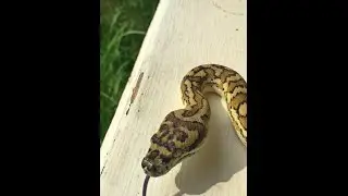 Caramel jag carpet python & Caramel