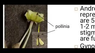 ASCLEPIADACEAE