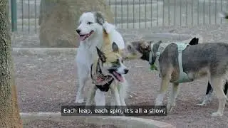 Mind-Blowing Dog Tricks You Never Knew Were Possible!#DogTricks, #CanineSkills, #AmazingDogs,