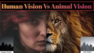Human vs. Animal Vision: The Depths Revealed