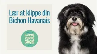 Klip selv - Bichon Havanais