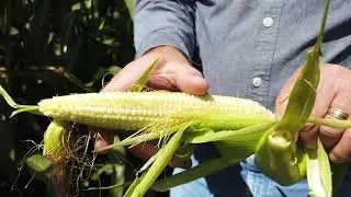 Corn growing for cattle feed